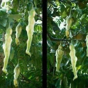 Meet your Posher, Erick